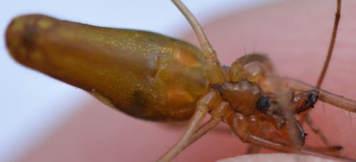 Tetragnatha montana